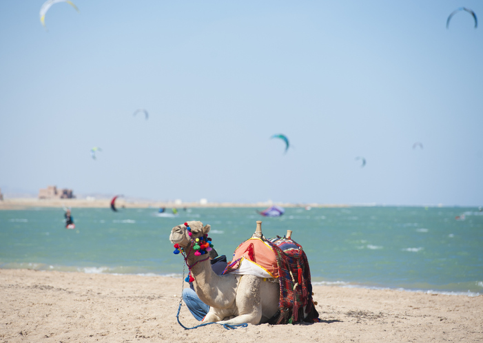Camello dromedario en una playa egipcia en verano con kitesurfistas al fondo